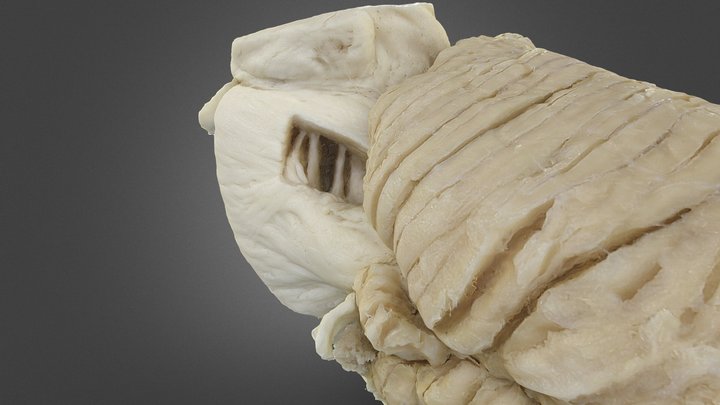 4 3D Model