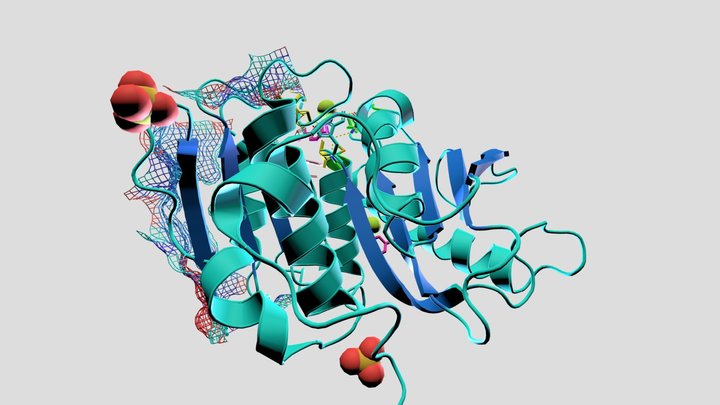 PETase - PET hydrolysing enzyme 3D Model