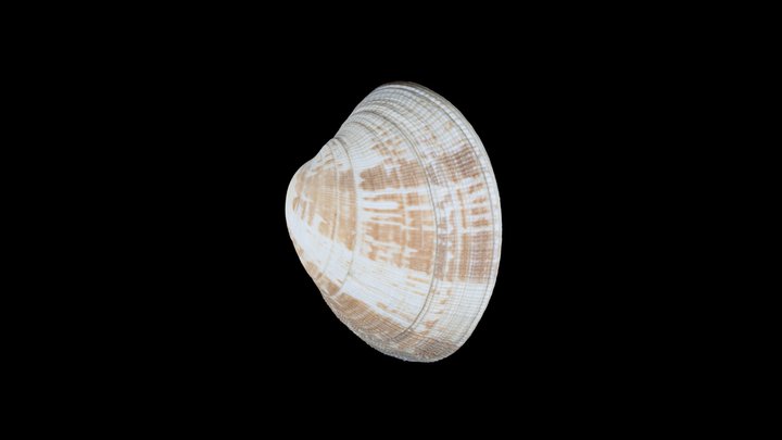 Bivalve 3D Model