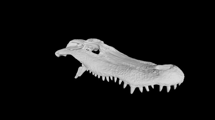 Alligator Skull 3D Model