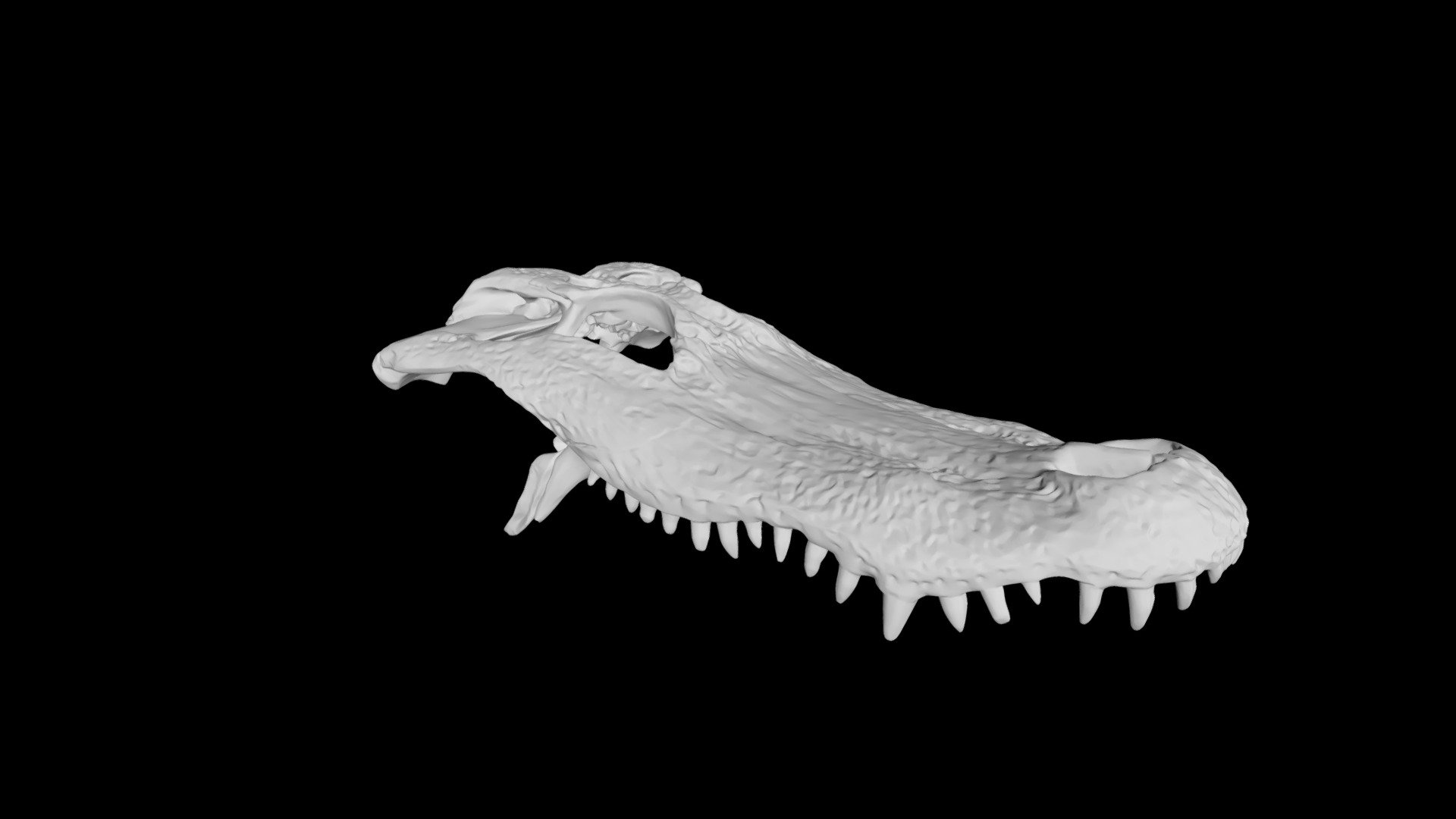 Alligator Skull Download Free 3D model by Eric Bauer (ebauer4