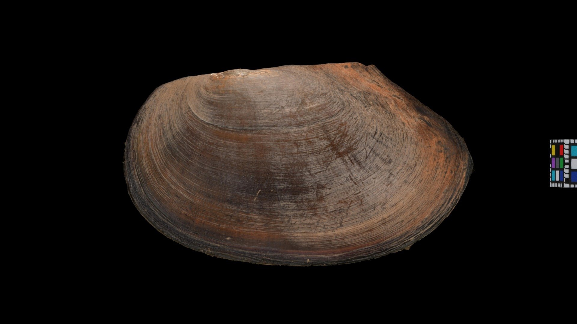 キタノタガイ Pond Mussel, Beringiana gosannensis