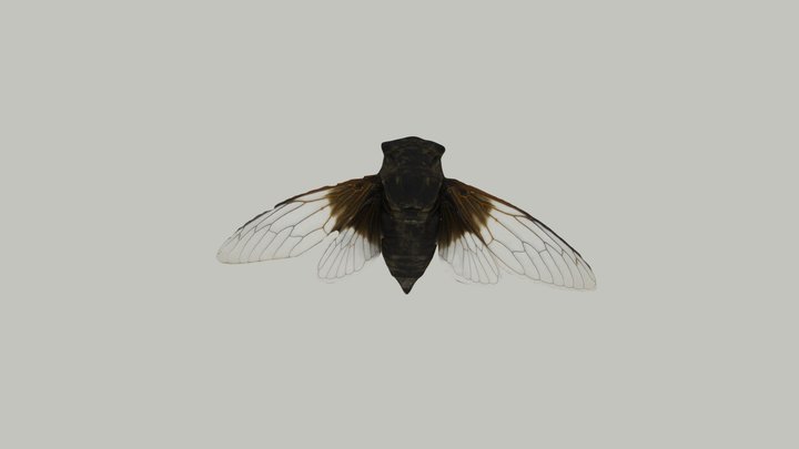 黑蚱蝉 Cryptotympana pustulata 3D Model