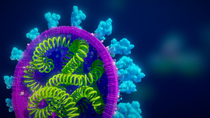 Coronavirus cross section 3D Model