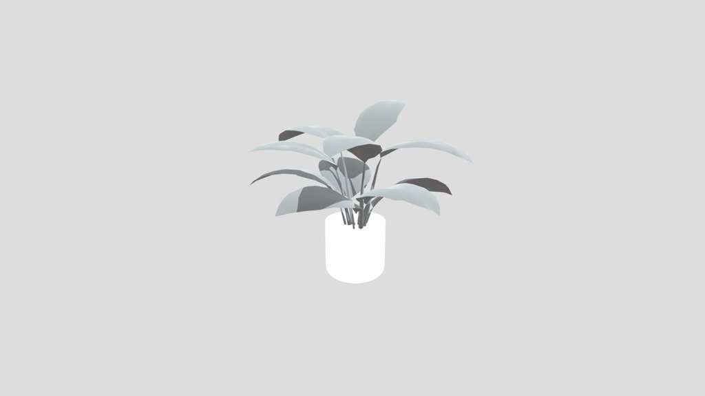 Broadleaf Lilly Potted Young