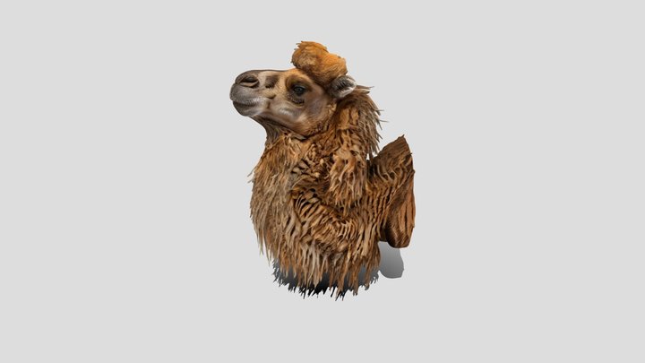 Camel head 3d Model – Modèle 3D gratuit STL