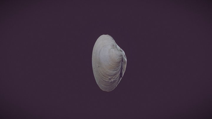 Shell03 (Photogrammetry) 3D Model