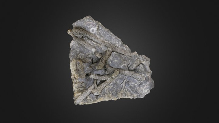 Coral: Thamnopora limitaris (PRI 50002) – Modelo 3D gratuito STL
