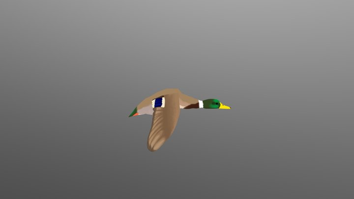 Mallard Duck 3D Model