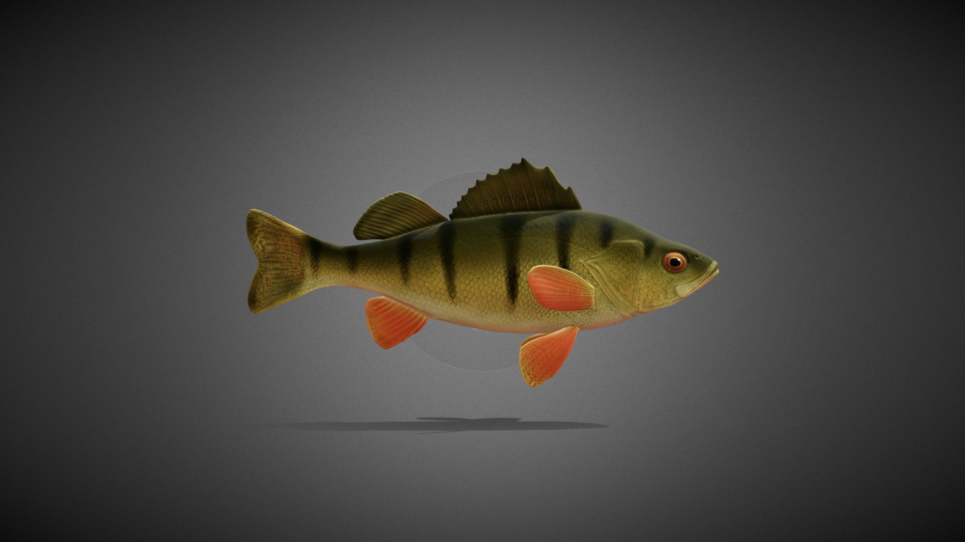 Yellow Perch - 3D model by CIverson (@Iverson) [3c4bd99] - Sketchfab