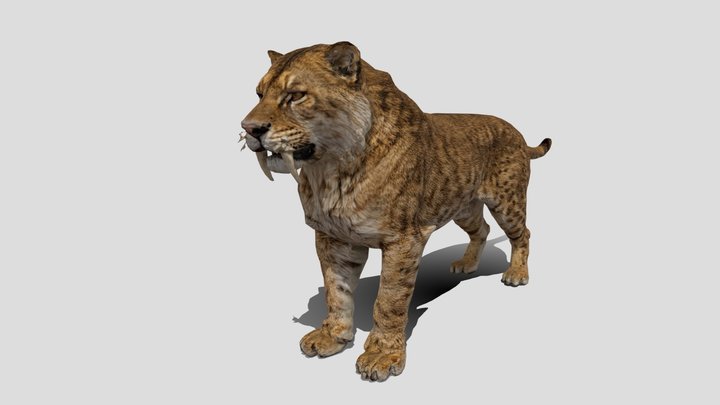 Big Tooth Tiger Old 3d model free
