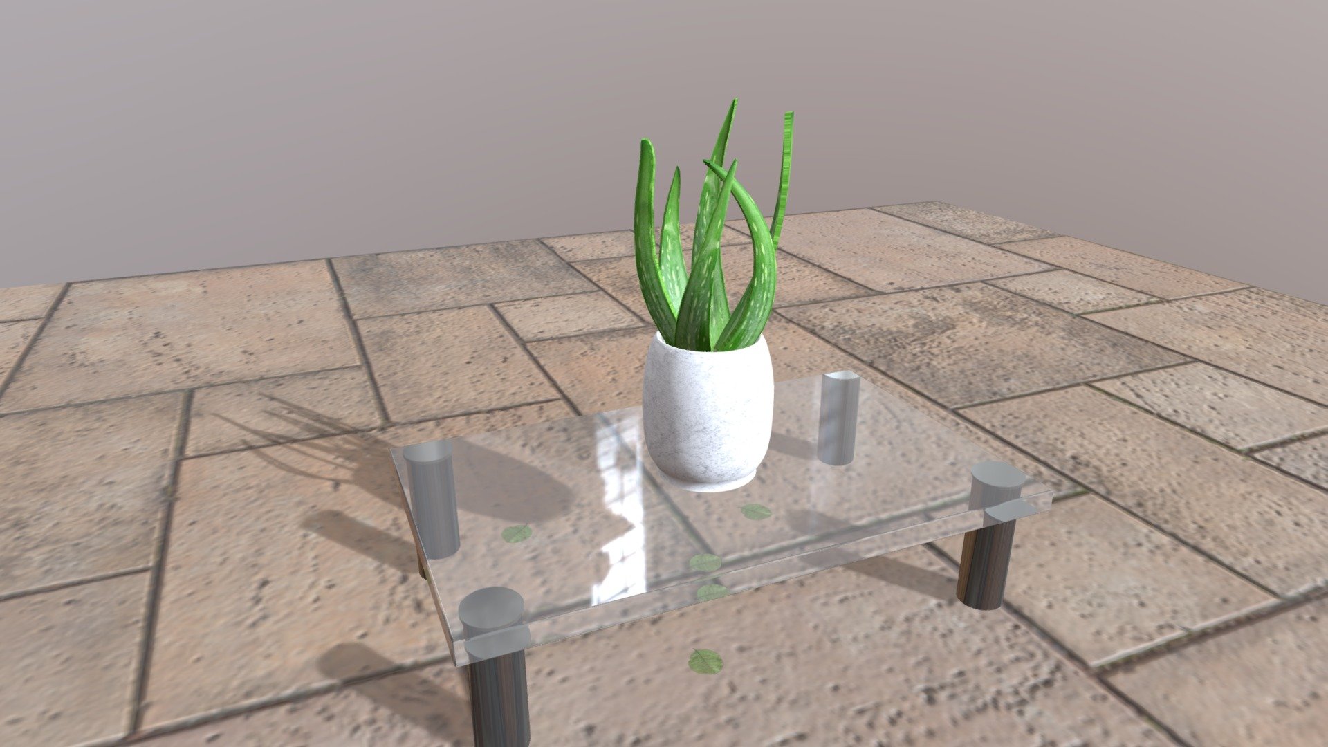 Aloe Vera Plant