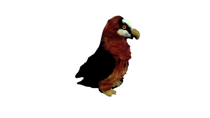 Bearded vulture 3D Model