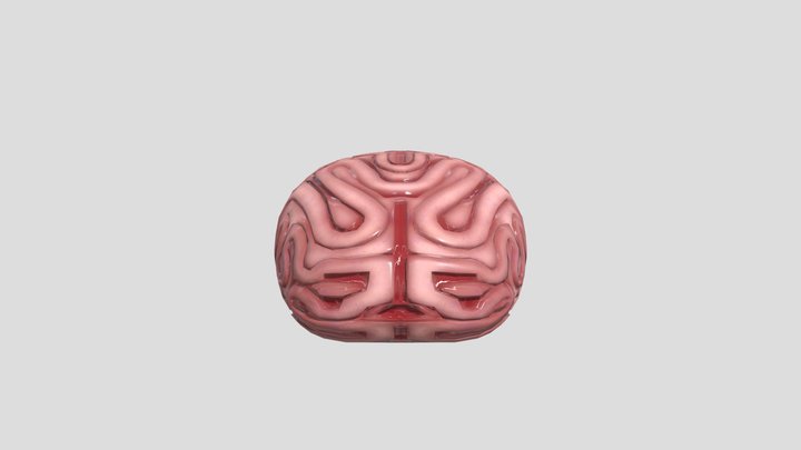 Brain 3D Model