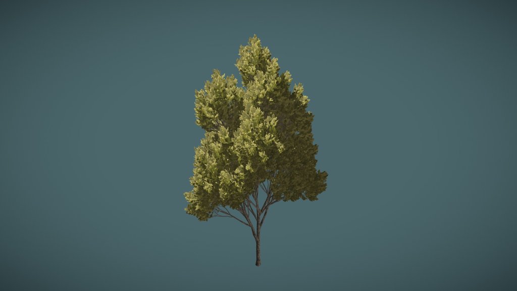 Urban Tree