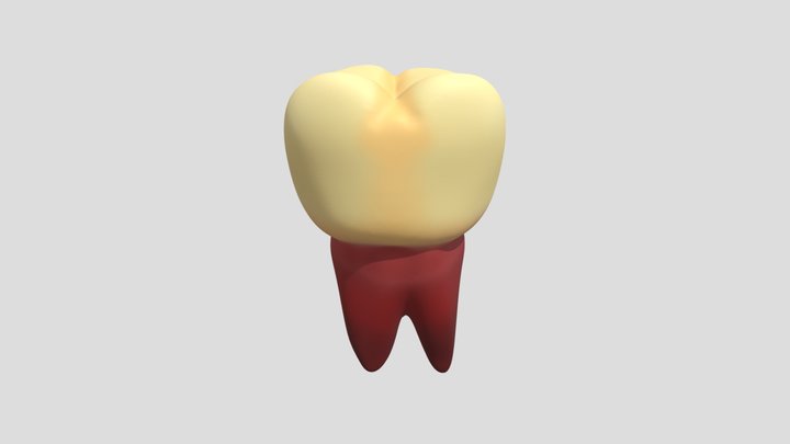My model 3D Model
