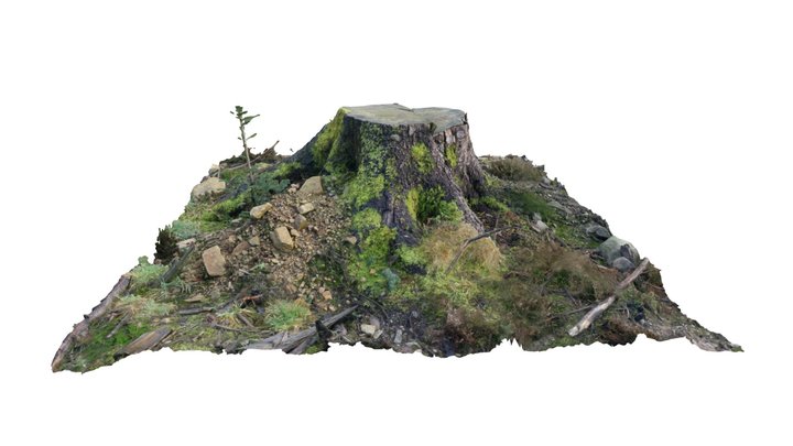 Tree Stump, Longridge Fell 3D Model