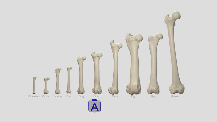 Right Femur Mammals – Modello 3D gratuito STL