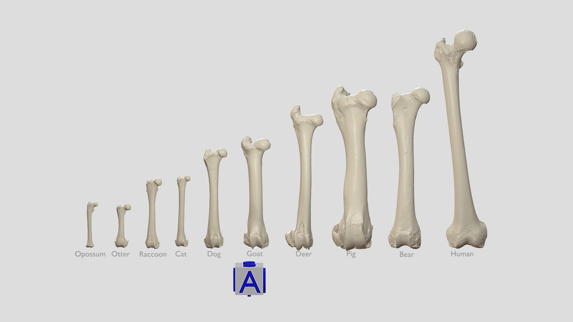 Right Femur Mammals - Download Free 3D model by Terrie Simmons-Ehrhardt ...