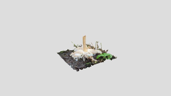 Broken Mushroom 3D Model