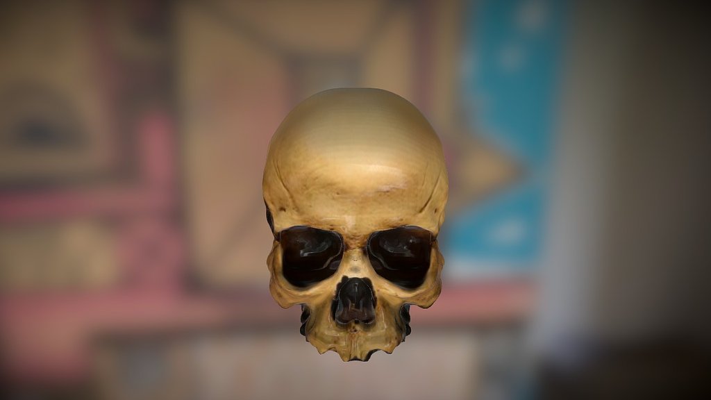 Skull study