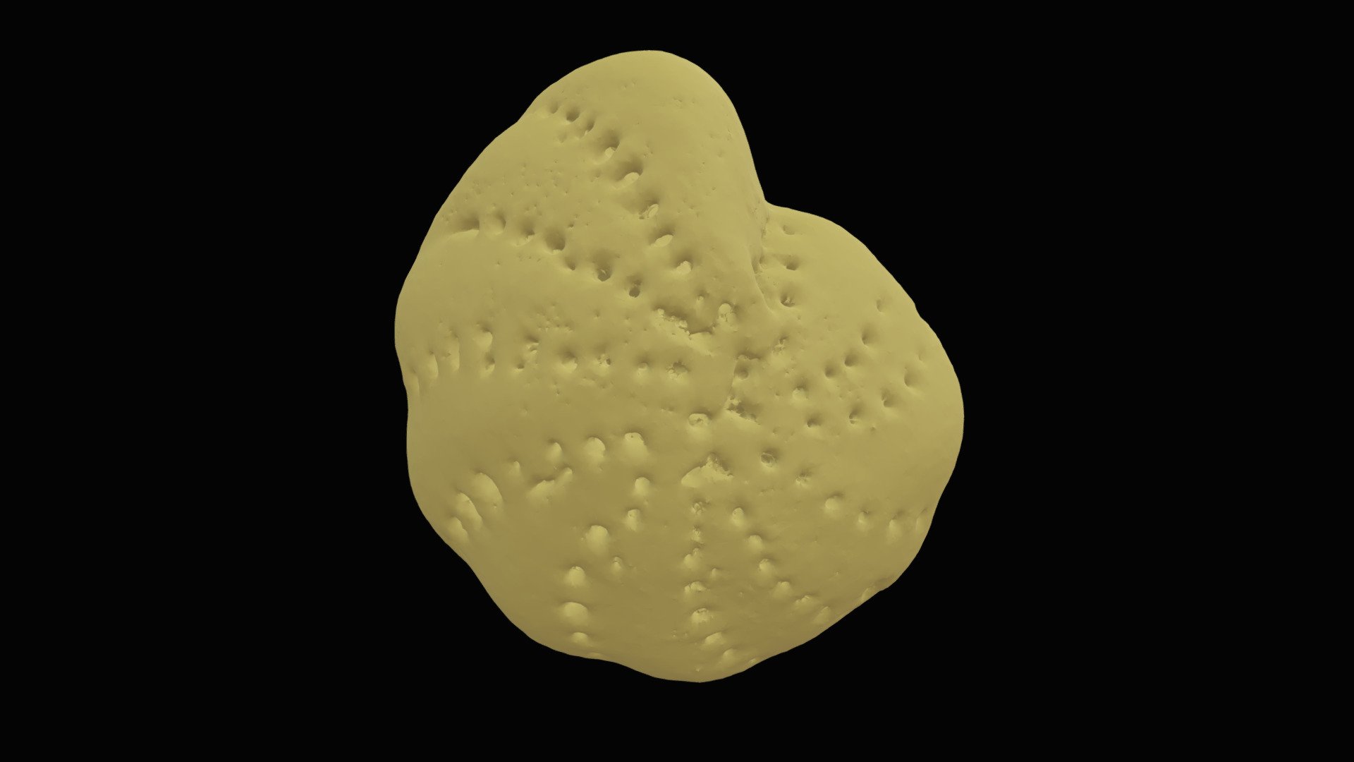 Elphidium - Download Free 3D model by BelangerForamLab (@christina ...