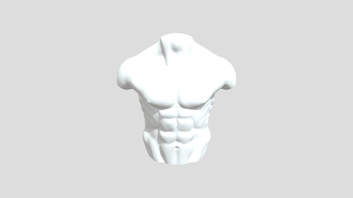 Male Torso Anatomy Study 3D Model