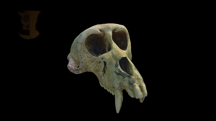 Macaque Cranium 3D Model