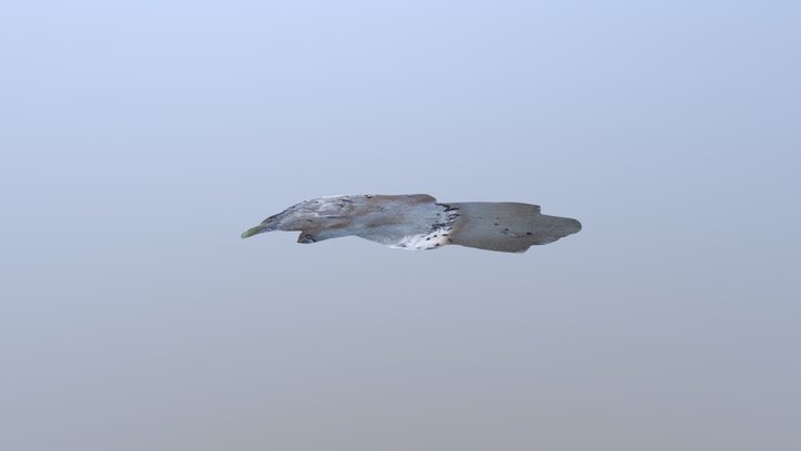 Grummin Wildcat 3D Model