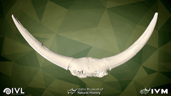 IMNH-47001-258 Cranium With Horncores – Modello 3D gratuito STL