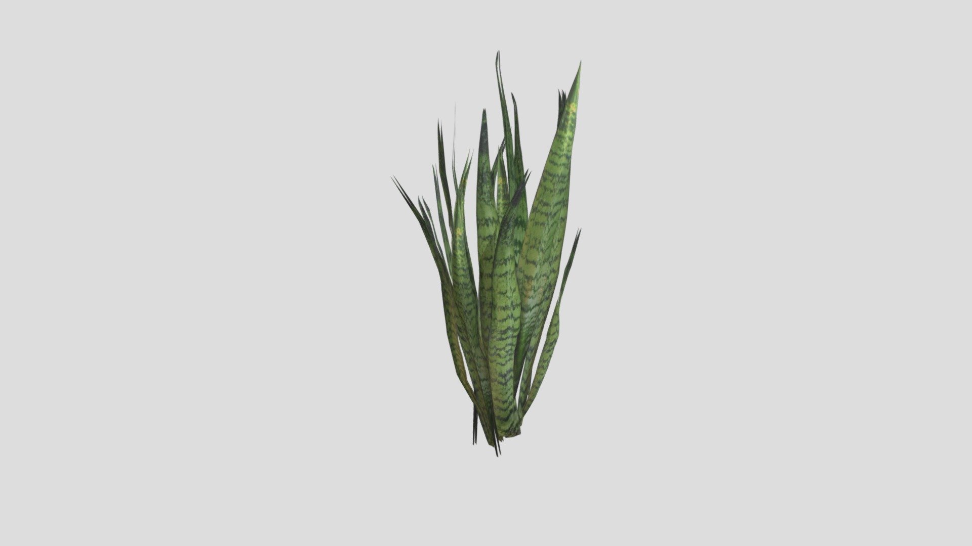 snake-plant-3d-model-by-treasuredteam-3c722dc-sketchfab