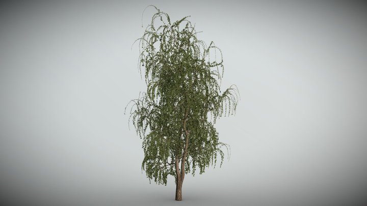 silver birch - 3D model by Jamlu69 [74450e8] - Sketchfab