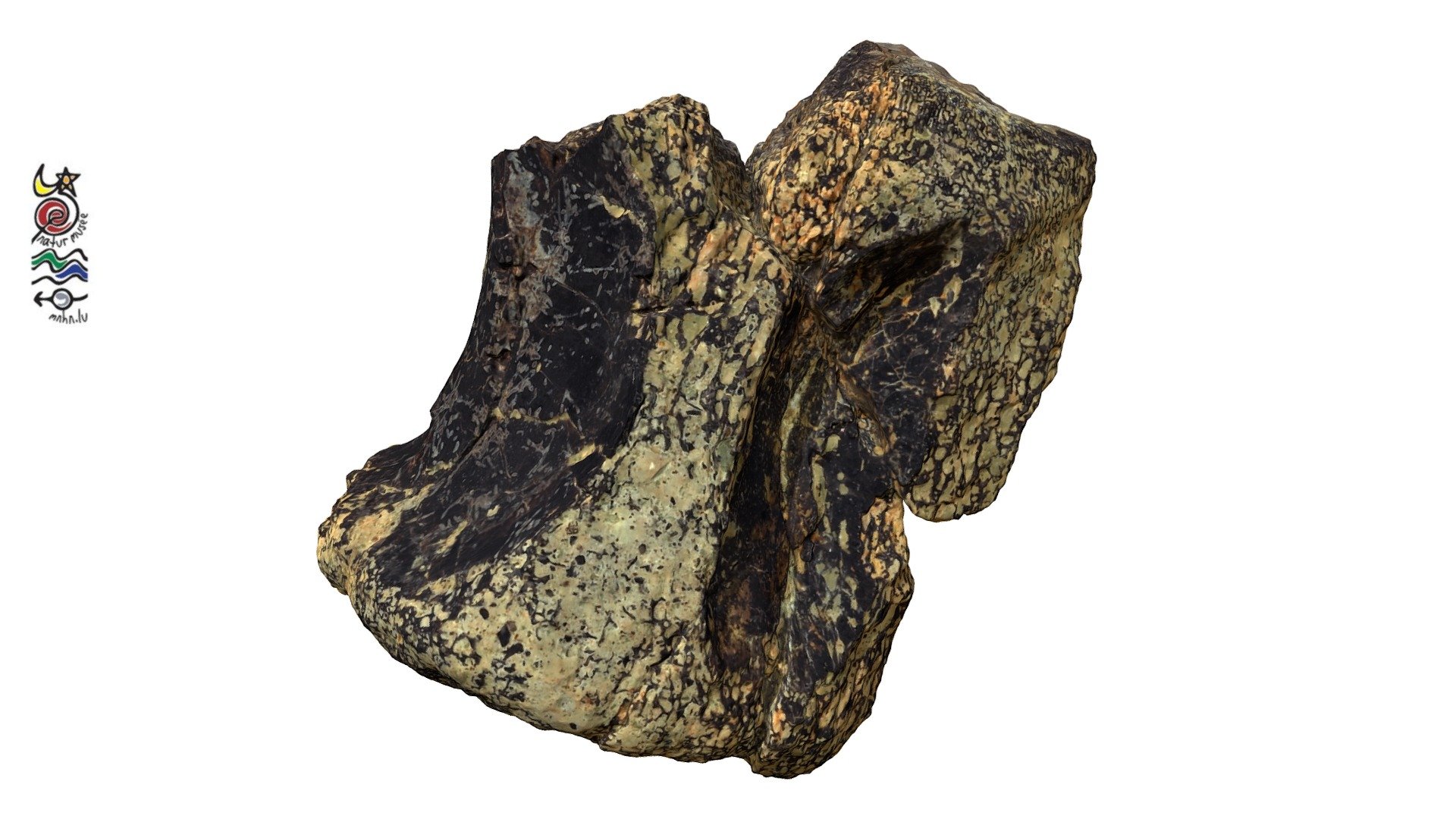 Vertebrata KO110b