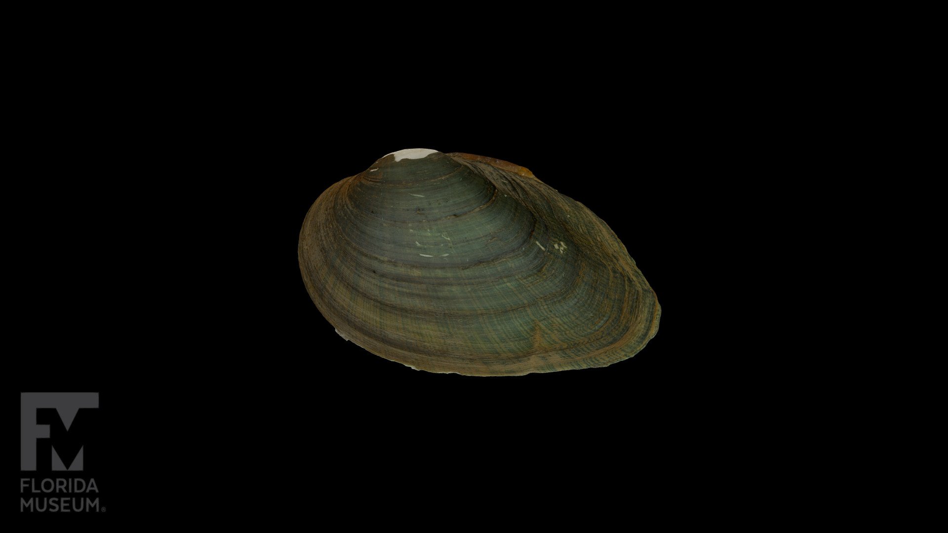 Tennessee bean Freshwater Mussel 3D model by FloridaMuseum [3c76f4d
