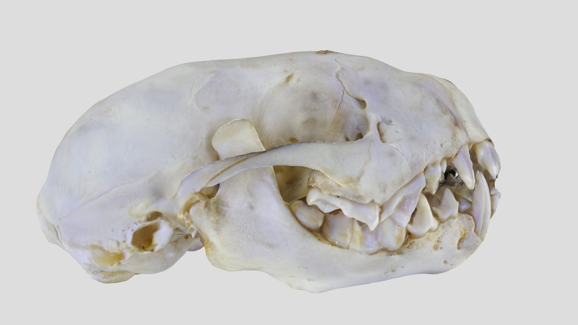 UWYMV:Mamm:6771, Mephitis mephitis, Skull - Download Free 3D model by ...