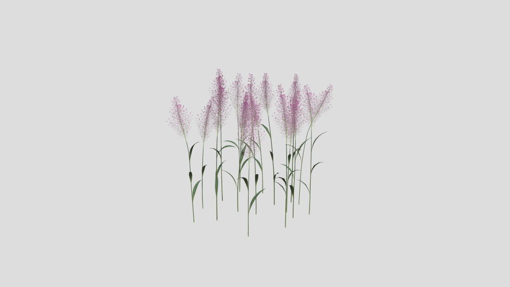 Wild Flowers Grass
