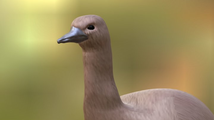 Elephant Bird 3D Model