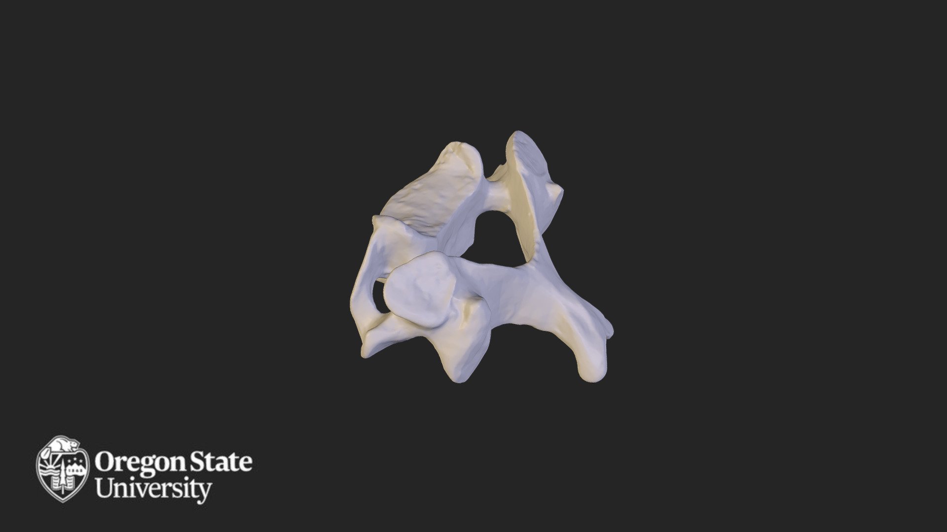 Cervical Vertebra - C5 - Download Free 3D Model By Oregon State ...