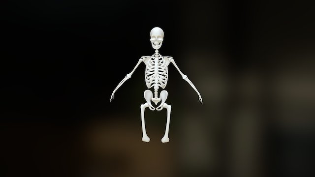 Skeleton2 3D Model
