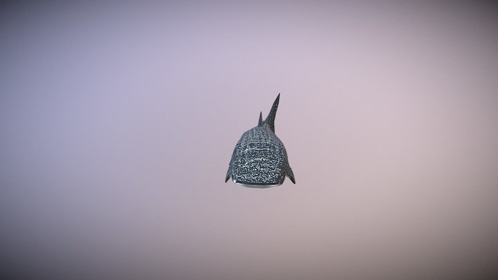 Tiburón Ballena 3D Model