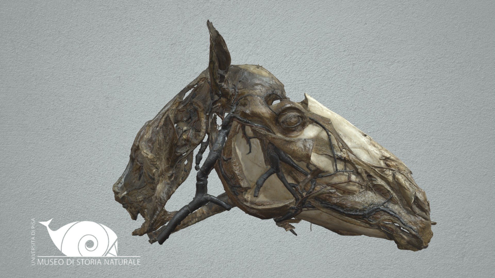 Horse - 3D model by Natural History Museum, University of Pisa ...