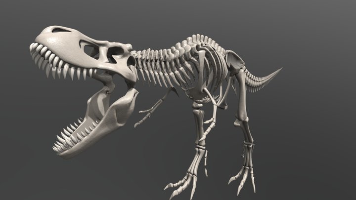 t rex 3D Model