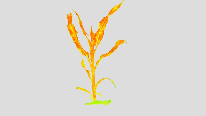 Maize | Stage V11 | NDVI plant health indicator 3D Model