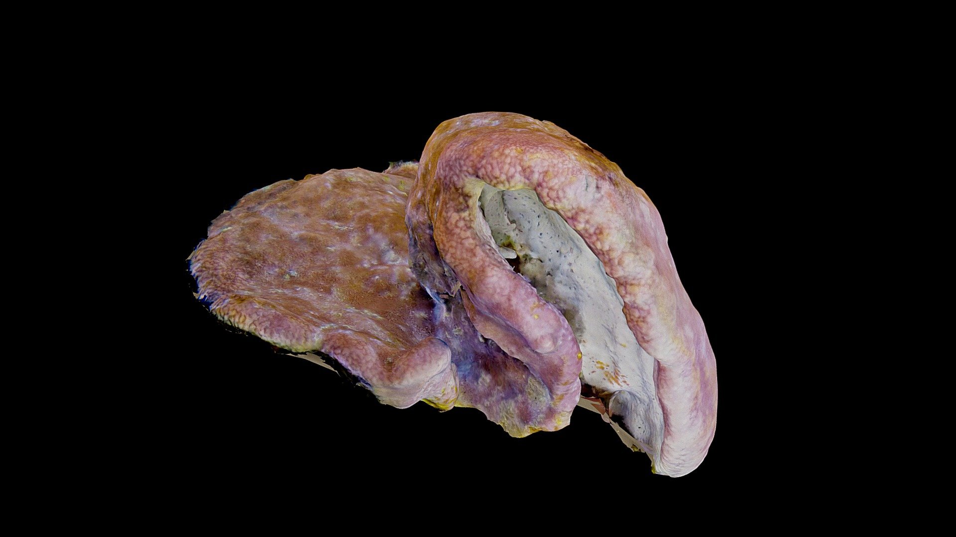 #11: Agelas dilitata