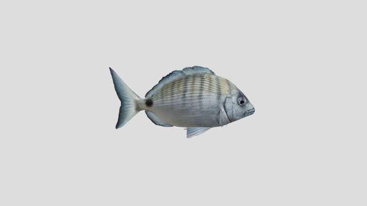 Sargo 3D Model