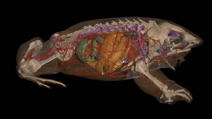 DICECT scan of Hemisus guineensis 3D Model