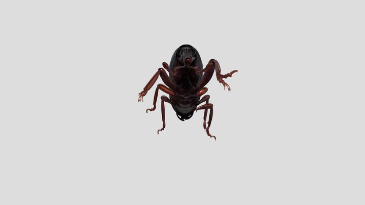 corc del blat 3D Model