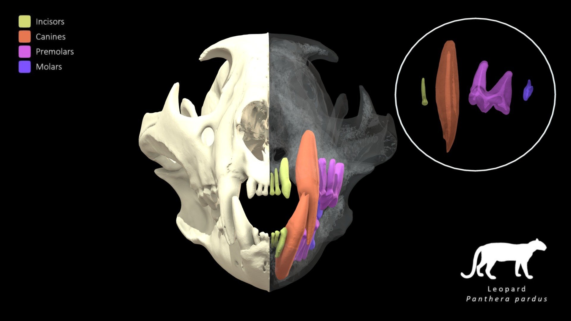 Leopard Dentition - 3D model by Blackburn Lab (@ufherps) [3c938f3 ...
