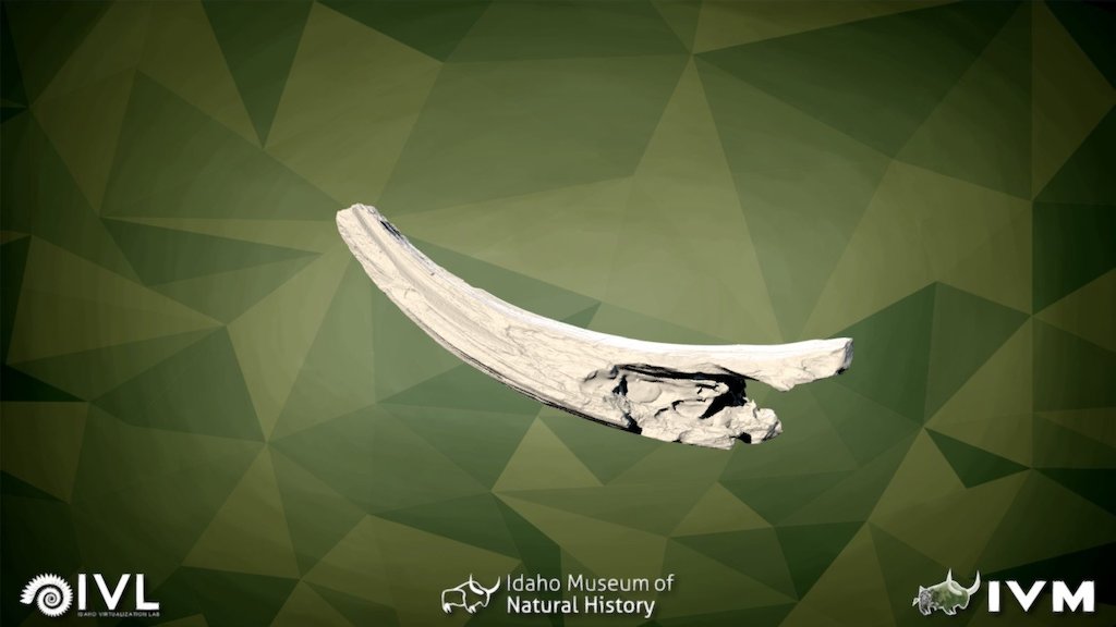 IMNH-35004-286-Horn Core