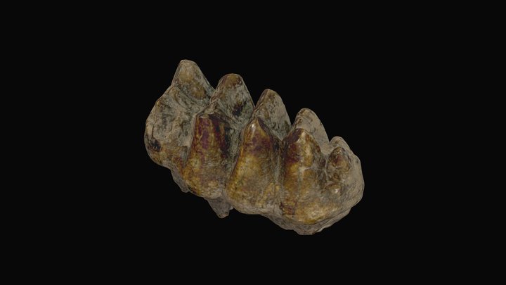 Mastodon 3rd molar, Millersville, Pennsylvania 3D Model